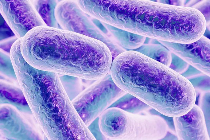 Picture 1 of Super new disease threatens those 'sweet-smelling'