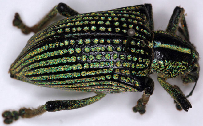 Picture 1 of Super species of diamond