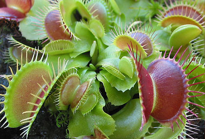 Picture 2 of Super-fast prey speed of carnivorous plants