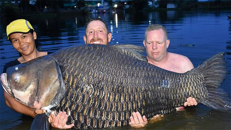 Picture 1 of Superhearted coral fish bite English anglers