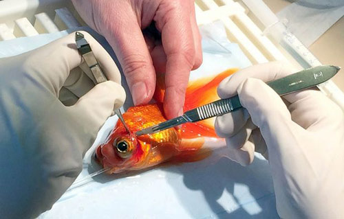 Picture 1 of Surgery to remove tumors for goldfish in the UK