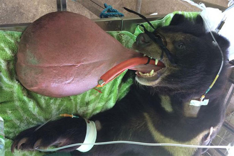 Picture 1 of Surgery to save a black bear with a swollen tongue like a balloon