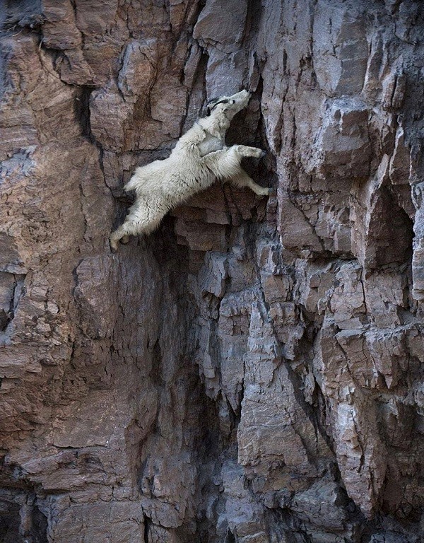 Picture 5 of Surprise by the ability of mountain goats