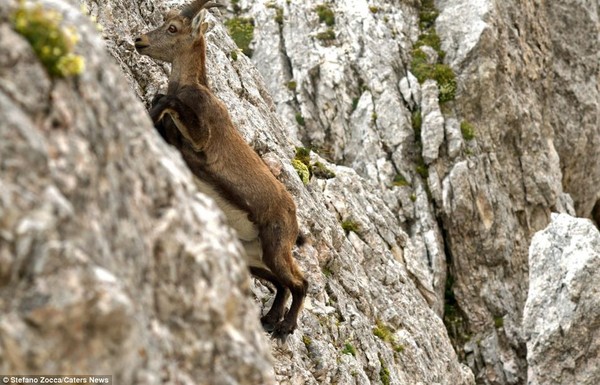 Picture 6 of Surprise by the ability of mountain goats