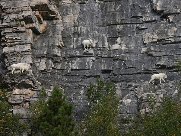 Picture 7 of Surprise by the ability of mountain goats