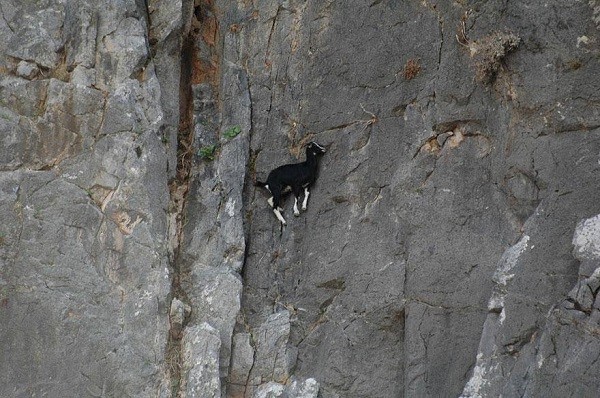 Picture 8 of Surprise by the ability of mountain goats