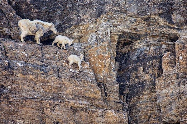 Picture 9 of Surprise by the ability of mountain goats