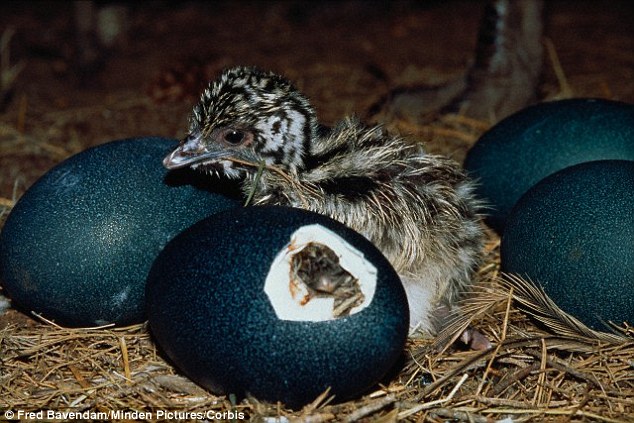 Picture 2 of Surprise with dazzling eggs for dinosaur camouflage