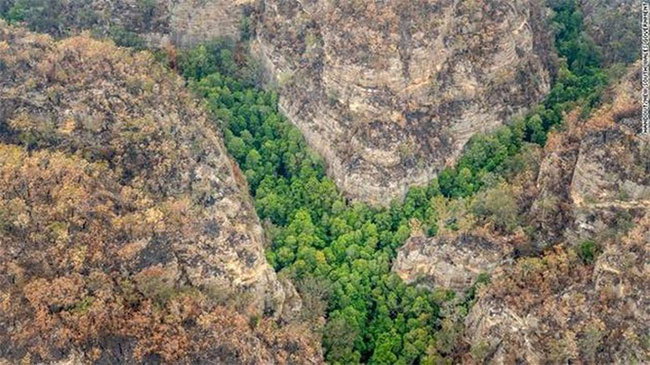 Picture 5 of Surprise with the 'dinosaurs' tree that caused Australia to sprout full protection