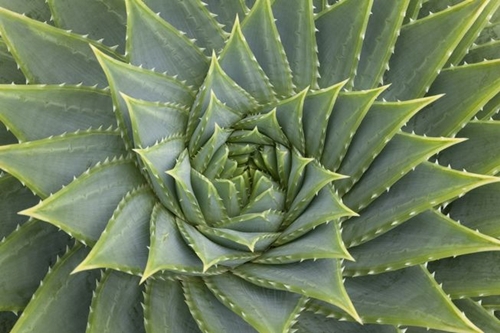 Picture 1 of Surprise with the golden ratio in nature
