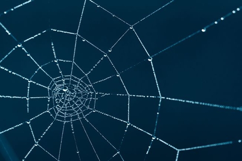 Picture 11 of Surprise with the golden ratio in nature