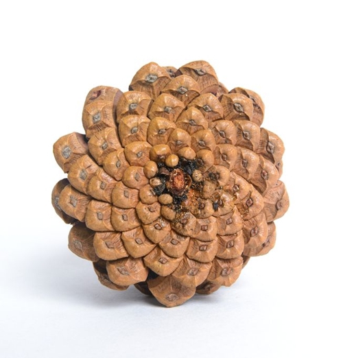 Picture 12 of Surprise with the golden ratio in nature
