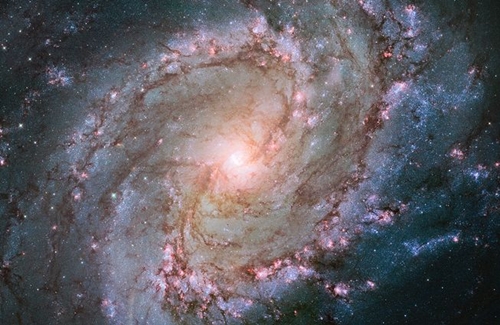 Picture 3 of Surprise with the golden ratio in nature