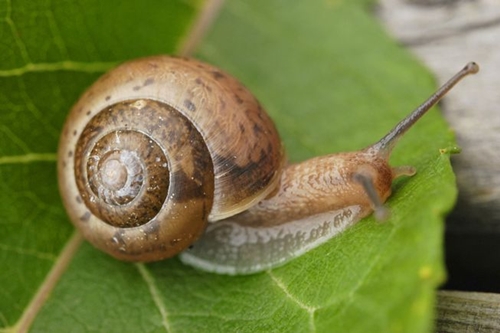 Picture 5 of Surprise with the golden ratio in nature