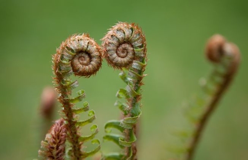 Picture 6 of Surprise with the golden ratio in nature
