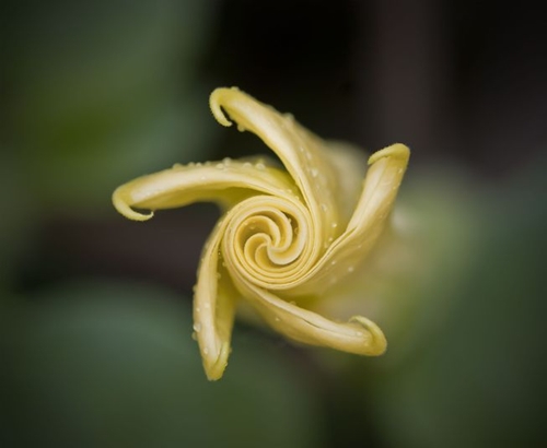 Picture 8 of Surprise with the golden ratio in nature