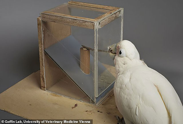 Picture 1 of Surprised by the ability of the parrot to make food