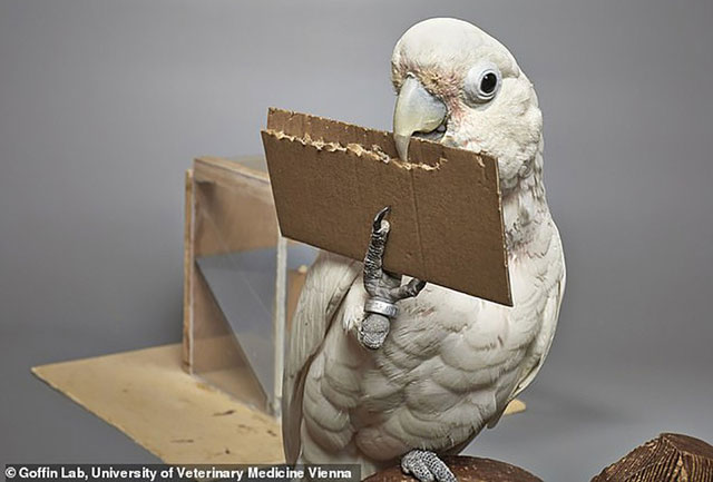 Picture 2 of Surprised by the ability of the parrot to make food