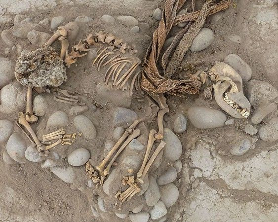 Picture 1 of Surprised by the sacrificial dog skeleton 1,000 years ago in Peru