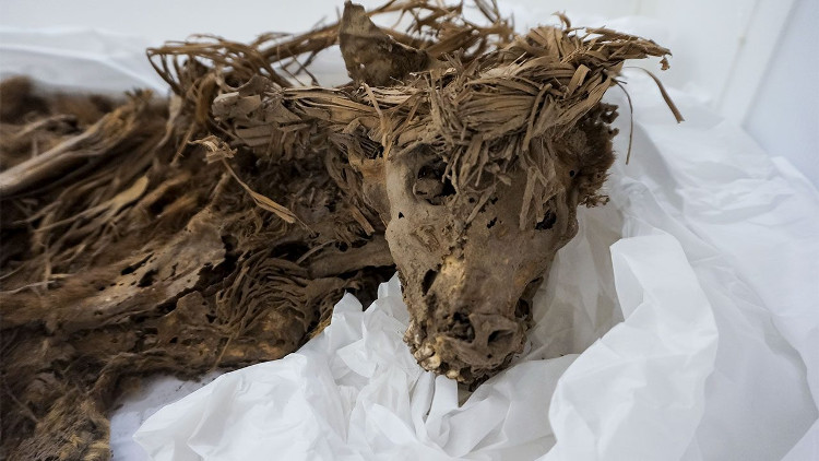 Picture 2 of Surprised by the sacrificial dog skeleton 1,000 years ago in Peru