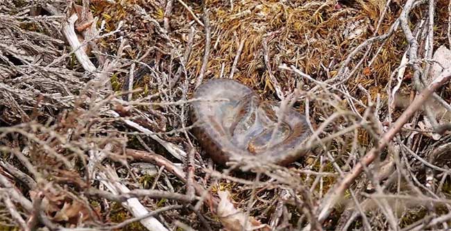 Picture 1 of Surprised by the sight of the only poisonous snake in Britain 'crying out'