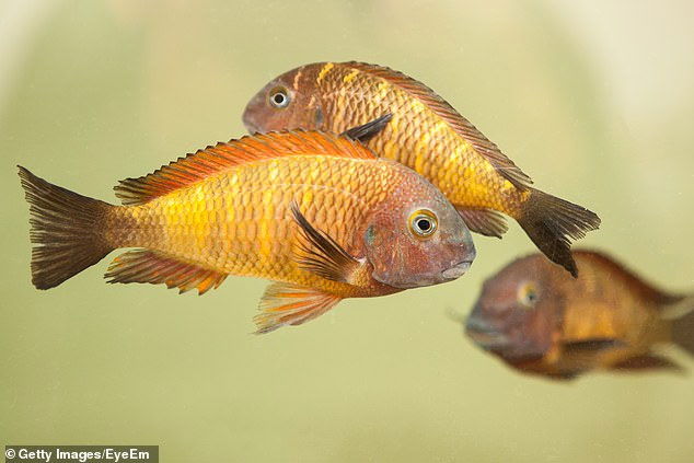 Picture 1 of Surprised fish are similar to humans