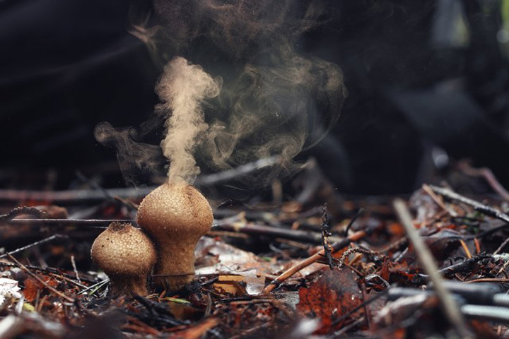 Picture 1 of Surprised kind of fungus capable of creating magic rain