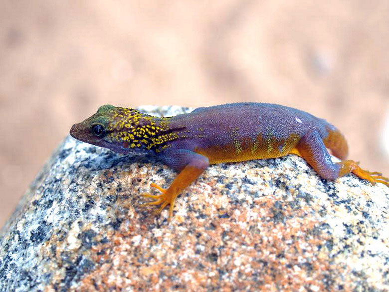 Picture 7 of Surprised watching purple lizards only in Vietnam