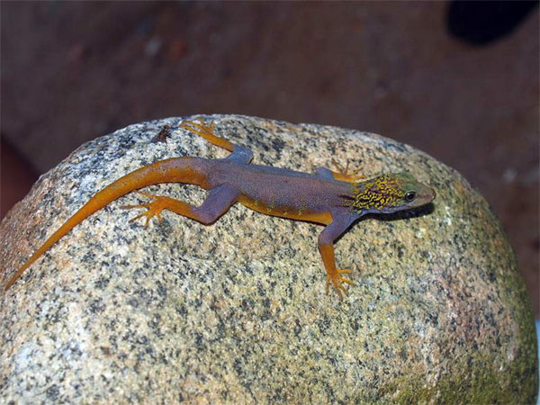 Picture 8 of Surprised watching purple lizards only in Vietnam
