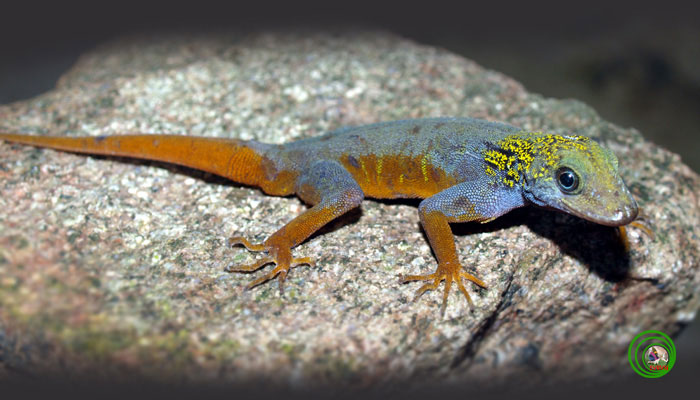 Picture 9 of Surprised watching purple lizards only in Vietnam