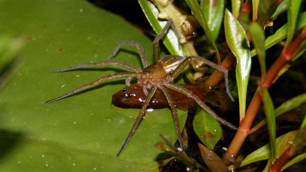 Picture 1 of Surprised with fish-eating spiders