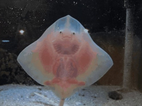 Picture 1 of Surprisingly lovely look of demons in the deep sea