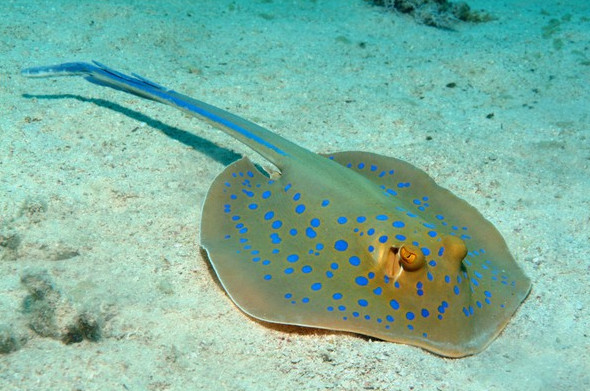 Picture 4 of Surprisingly lovely look of demons in the deep sea