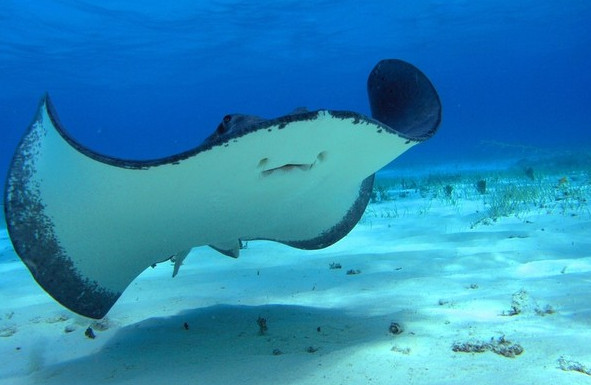 Picture 6 of Surprisingly lovely look of demons in the deep sea