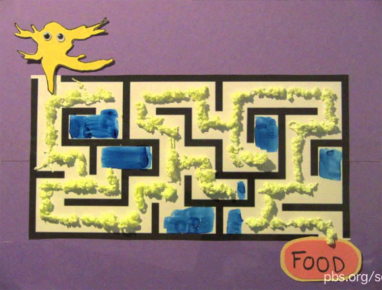 Picture 2 of Surprisingly, the ability to 'copy the original' of the slime mold