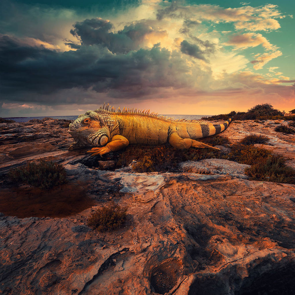 Picture 4 of Surreal photo: The world before I go to sleep