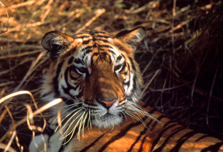Picture 1 of Survey of tiger populations in Vietnam