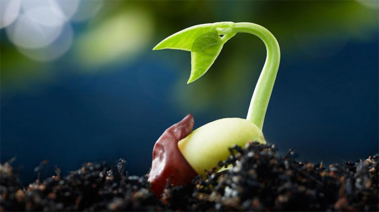 Picture 2 of Survivability of seeds in the universe