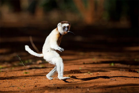 Picture 2 of Survival dance between green forests