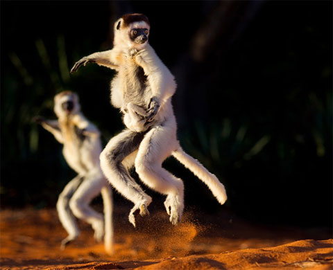 Picture 3 of Survival dance between green forests