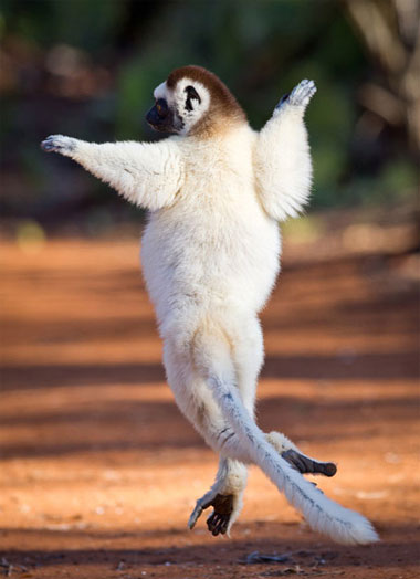 Picture 4 of Survival dance between green forests