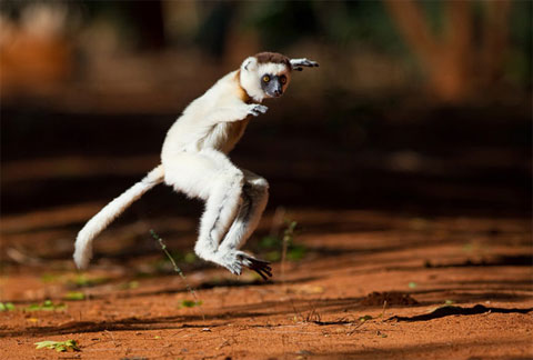 Picture 6 of Survival dance between green forests