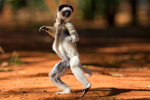 Picture 8 of Survival dance between green forests