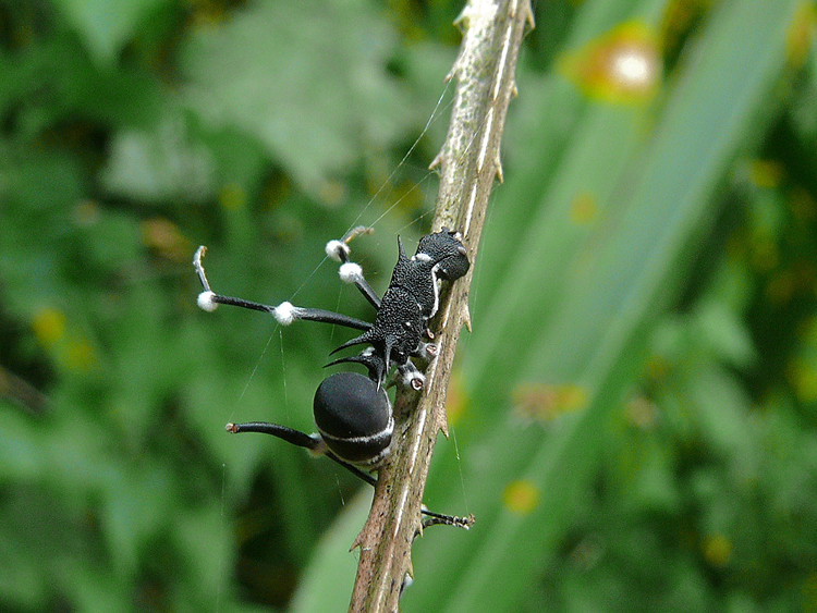Picture 1 of Survival of parasitic fungus Ophiocordyceps unilateralis