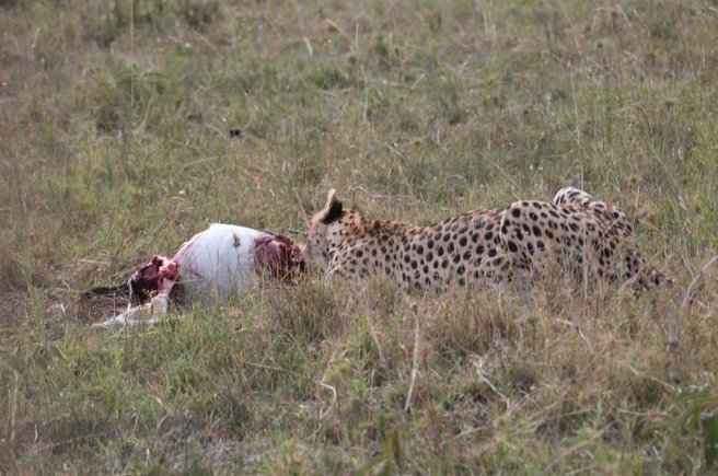 Picture 6 of Survival war on Kenya grassland