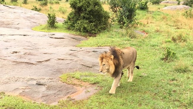 Picture 7 of Survival war on Kenya grassland
