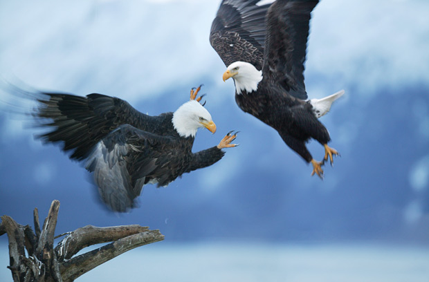 Picture 2 of Survival wars in nature