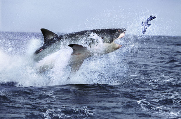 Picture 3 of Survival wars in nature