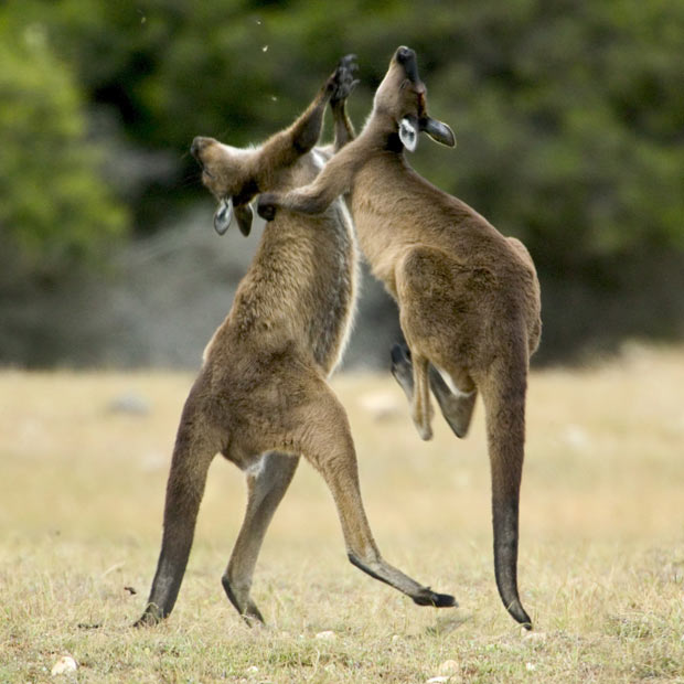 Picture 4 of Survival wars in nature