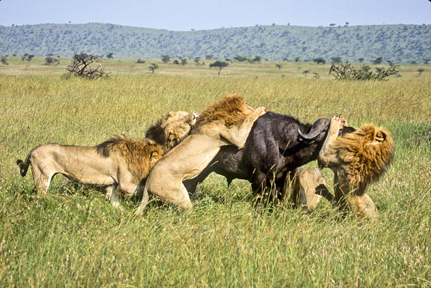 Picture 6 of Survival wars in nature